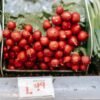 Horse Radish Netherlands 500g - wholesale supplier | AgroFoods Global
