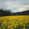 100 Pure Refined Rapeseed Oil and - wholesale supplier | AgroFoods Global