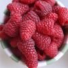 Raspberry - wholesale supplier | AgroFoods Global