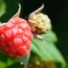 Raspberry Driscolls 125g - wholesale supplier | AgroFoods Global