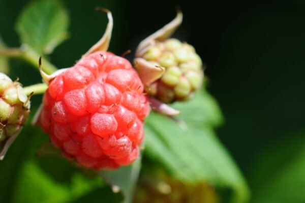 Raspberry Driscolls 125g - wholesale supplier | AgroFoods Global