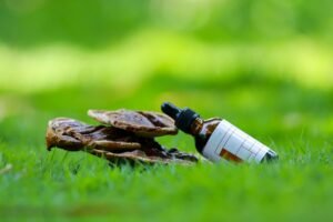Raw Materials Wholesales Reishi Spore Powder - wholesale supplier | AgroFoods Global