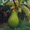 Ripe — Bulk & Wholesale Supply Avocado Ripe Kenya 1 kg - wholesale supplier | AgroFoods Global