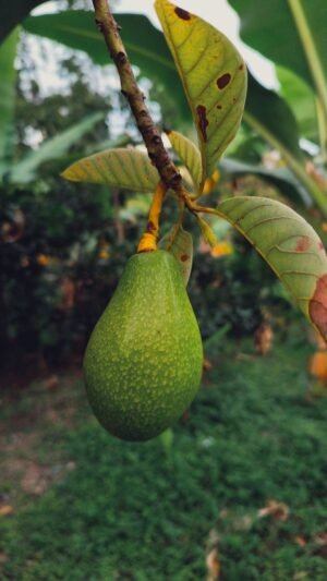 Avocado Ripe Kenya 1 kg - wholesale supplier | AgroFoods Global
