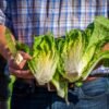 Romaine Lettuce UAE – Fresh Crisp Romaine Wholesale Supplier Dubai - wholesale supplier | AgroFoods Global