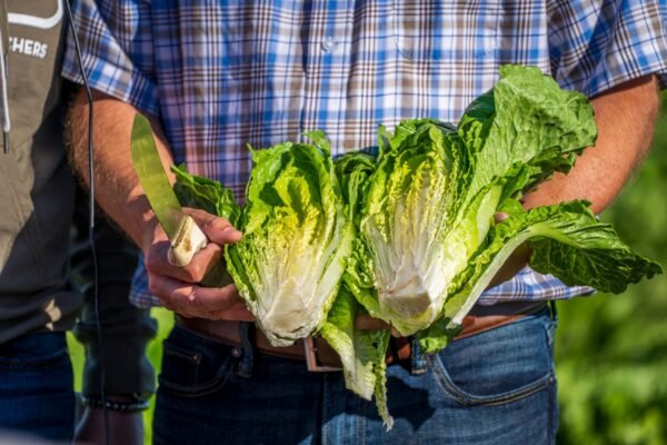 Romaine Lettuce UAE – Fresh Crisp Romaine Wholesale Supplier Dubai - wholesale supplier | AgroFoods Global