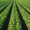 Romaine Lettuce UAE – Fresh Romaine Wholesale Supplier & Exporter Dubai - wholesale supplier | AgroFoods Global