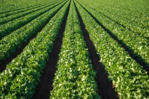 Romaine Lettuce UAE – Fresh Romaine Wholesale Supplier & Exporter Dubai - wholesale supplier | AgroFoods Global