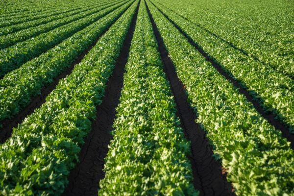 Romaine Lettuce UAE – Fresh Romaine Wholesale Supplier & Exporter Dubai - wholesale supplier | AgroFoods Global