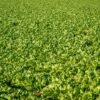 Lettuce Romaine Gcc Sanitized - wholesale supplier | AgroFoods Global