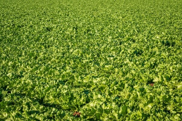 Lettuce Romaine Gcc Sanitized - wholesale supplier | AgroFoods Global