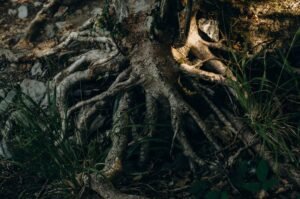 Raw Material Fresh Horseradish Roots - wholesale supplier | AgroFoods Global