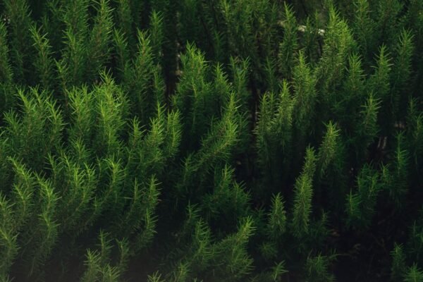 Premium Indian Rosemary Leaves Whole Dried - wholesale supplier | AgroFoods Global