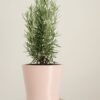 Rosemary 45g - wholesale supplier | AgroFoods Global