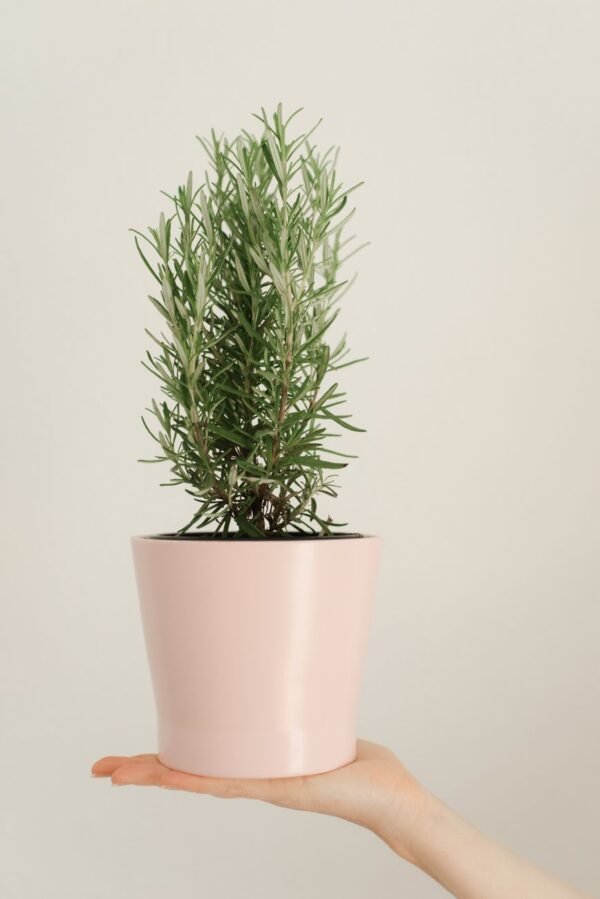Rosemary 45g - wholesale supplier | AgroFoods Global