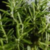 Organic Whole Indian Rosemary Leaves Premium - wholesale supplier | AgroFoods Global