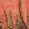 Rosemary - wholesale supplier | AgroFoods Global