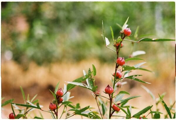 Wholesale Premium Dried Hibiscus Sabdariffa Roselle - wholesale supplier | AgroFoods Global