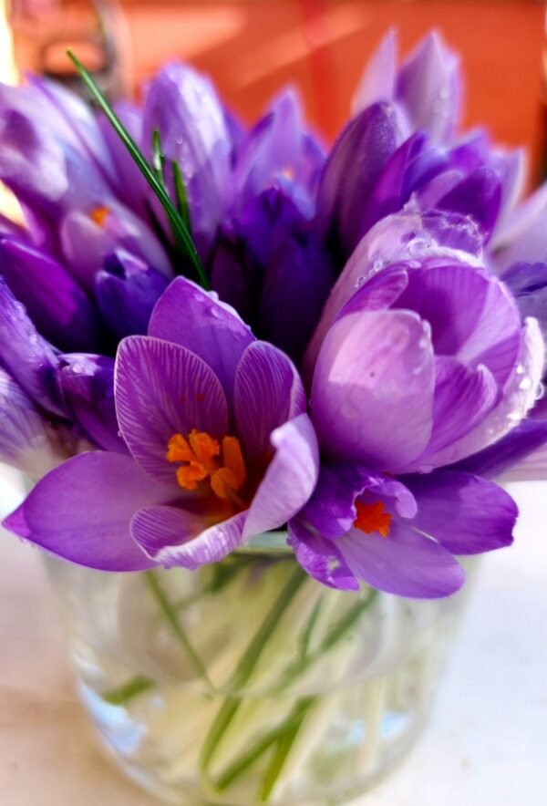 Sam Persian Saffron - wholesale supplier | AgroFoods Global