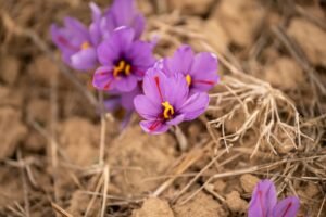Saffron Iranian - wholesale supplier | AgroFoods Global