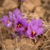 Saffron - wholesale supplier | AgroFoods Global
