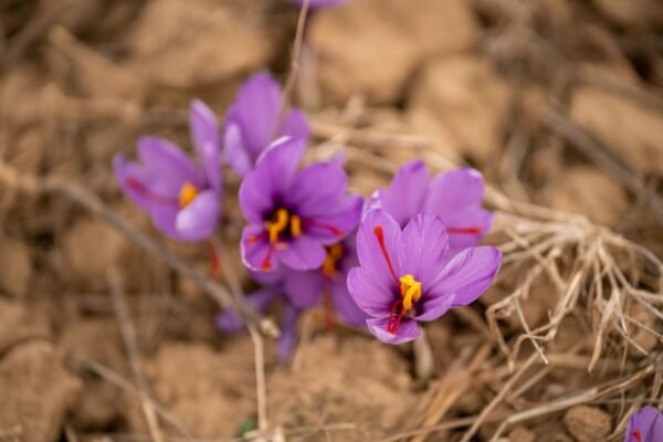Saffron - wholesale supplier | AgroFoods Global