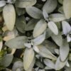 Sage — Bulk & Wholesale Supply Sage Herbs UAE – Fresh & Dried Sage Leaves Dubai - wholesale supplier | AgroFoods Global