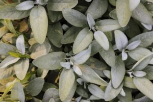 Sage Herbs UAE – Fresh & Dried Sage Leaves Dubai - wholesale supplier | AgroFoods Global