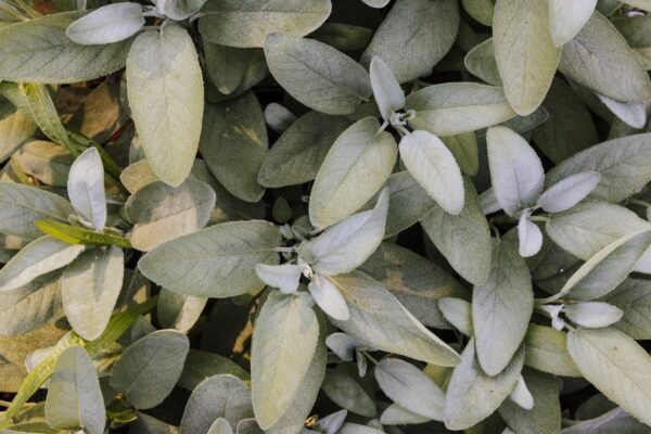 Sage — Bulk & Wholesale Supply Sage Herbs UAE – Fresh & Dried Sage Leaves Dubai - wholesale supplier | AgroFoods Global