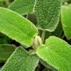 Sage — Bulk & Wholesale Supply Fresh Sage Merame By Air Jordan - wholesale supplier | AgroFoods Global