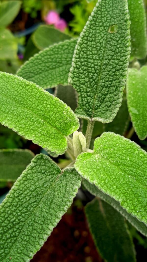 Sage — Bulk & Wholesale Supply Fresh Sage Merame By Air Jordan - wholesale supplier | AgroFoods Global