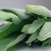 Sage — Bulk & Wholesale Supply White Sage Orange Slice And Cinnamon - wholesale supplier | AgroFoods Global