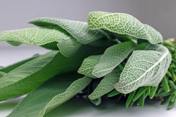 Sage — Bulk & Wholesale Supply White Sage Orange Slice And Cinnamon - wholesale supplier | AgroFoods Global