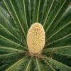 Peacock Sago Seeds (Sabudana) 500g – Wholesale & Export UAE - wholesale supplier | AgroFoods Global