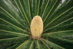 Peacock Sago Seeds (Sabudana) 500g – Wholesale & Export UAE - wholesale supplier | AgroFoods Global