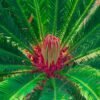 Peacock Organic Sago Seeds ( Sabudana) 1kg – Wholesale & Export UAE - wholesale supplier | AgroFoods Global