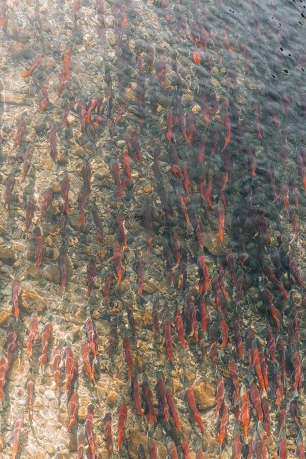 Fresh Salmon Fish Salmon Wholesale Frozen - wholesale supplier | AgroFoods Global