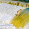 Salmon — Bulk & Wholesale Supply Organic Salmon Fillet - wholesale supplier | AgroFoods Global