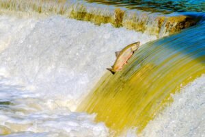 Organic Salmon Fillet - wholesale supplier | AgroFoods Global
