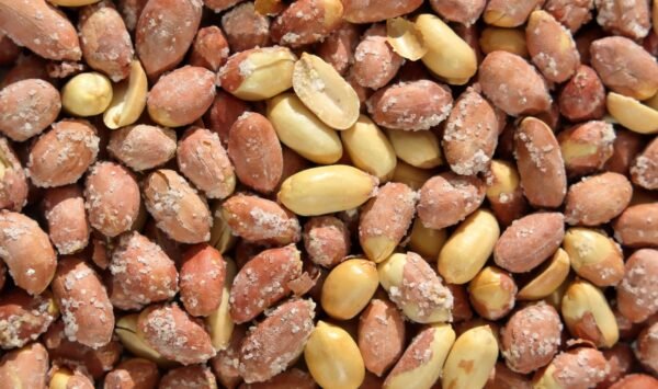Best Salted Peanut Can, 550g – Wholesale & Export UAE - wholesale supplier | AgroFoods Global