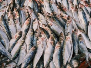 Canned Fish Mackerel Sardine Tuna Fish - wholesale supplier | AgroFoods Global