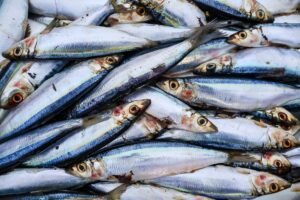 Domee Canned Sardine 125g in Oil - wholesale supplier | AgroFoods Global