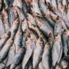 Mega Sardines in Tomato Sauce, 155g – Wholesale & Export UAE - wholesale supplier | AgroFoods Global