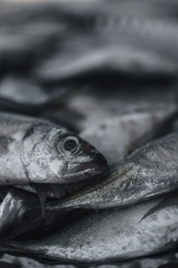 Scad — Bulk & Wholesale Supply Frozen Round Scad - wholesale supplier | AgroFoods Global