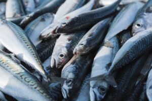Frozen Mackerel Fish Chinchard Scomber Japonicus - wholesale supplier | AgroFoods Global