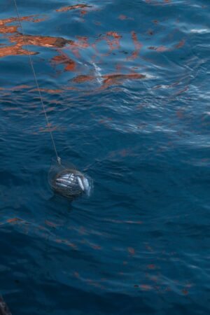 Frozen Pasific Mackerel Scomber Japonicus Ocean - wholesale supplier | AgroFoods Global