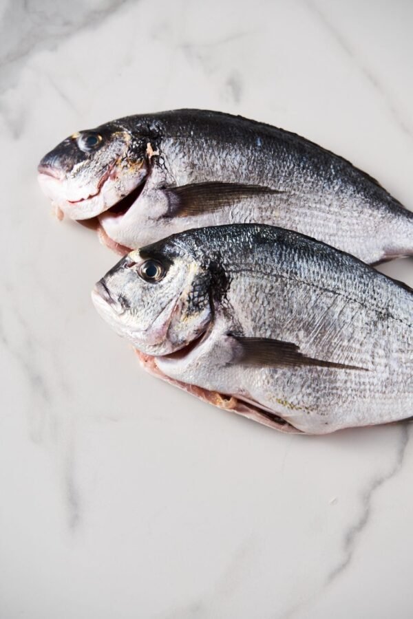 Frozen Gilthead Seabream Farmed Seabream Fish - wholesale supplier | AgroFoods Global