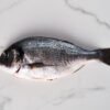Seabream — Bulk & Wholesale Supply
