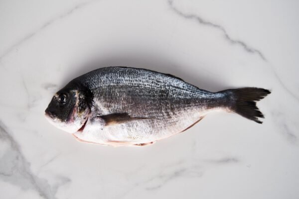 Seabream — Bulk & Wholesale Supply