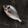 Seabream — Bulk & Wholesale Supply